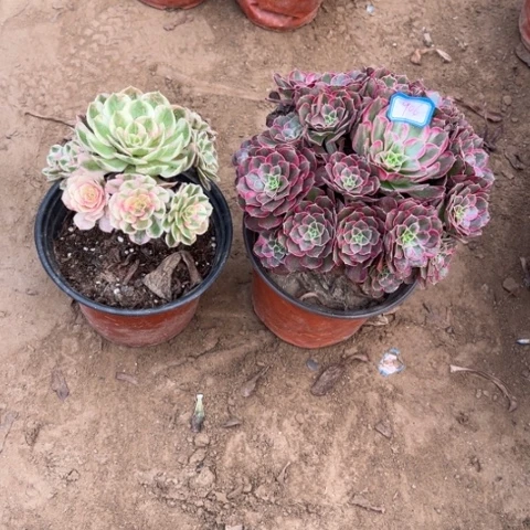 906多肉植物组合，