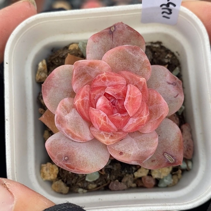 1213-570，糖心多肉