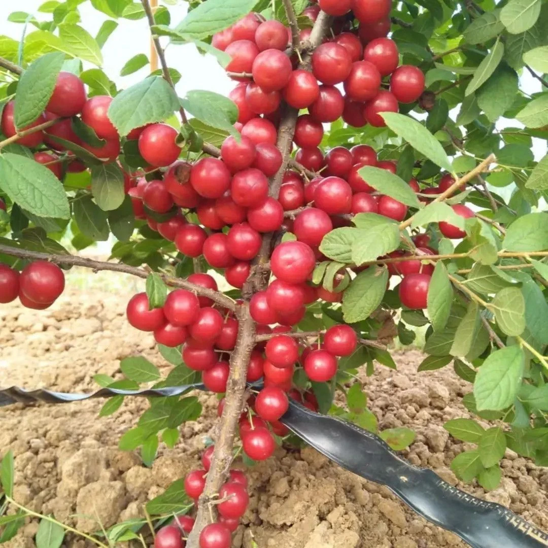 【欧李钙果种子】家庭阳台四季种植阳台盆栽可种植