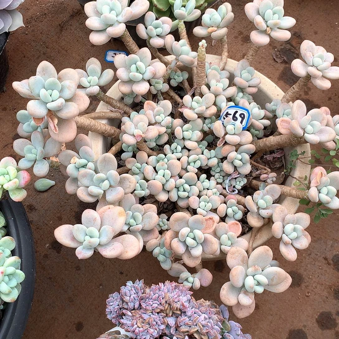 569洛神一物一拍多肉