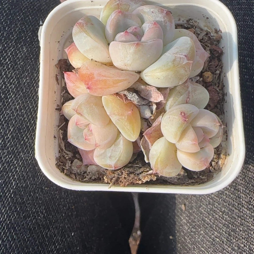 小卡拉米糖心一物一拍
