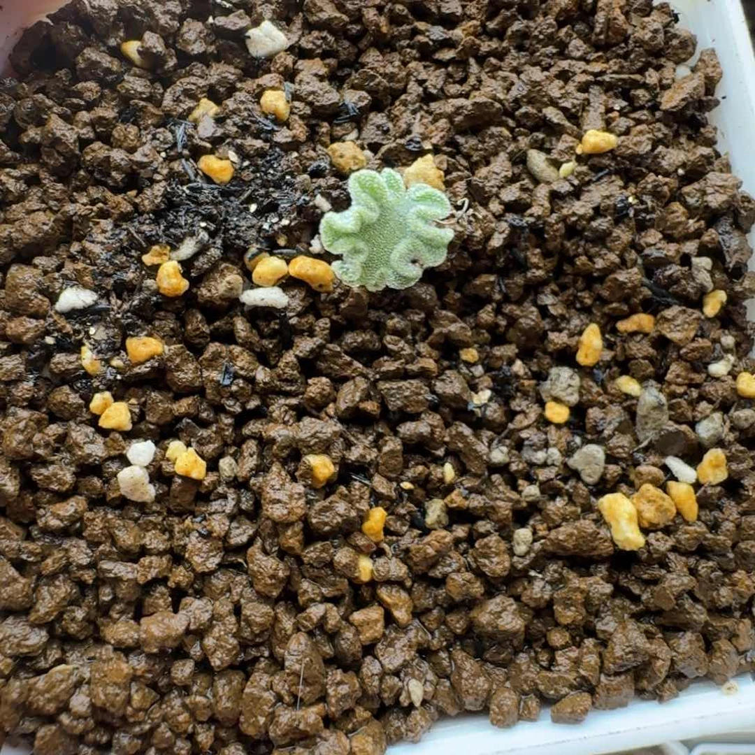 冰晶海带多肉。