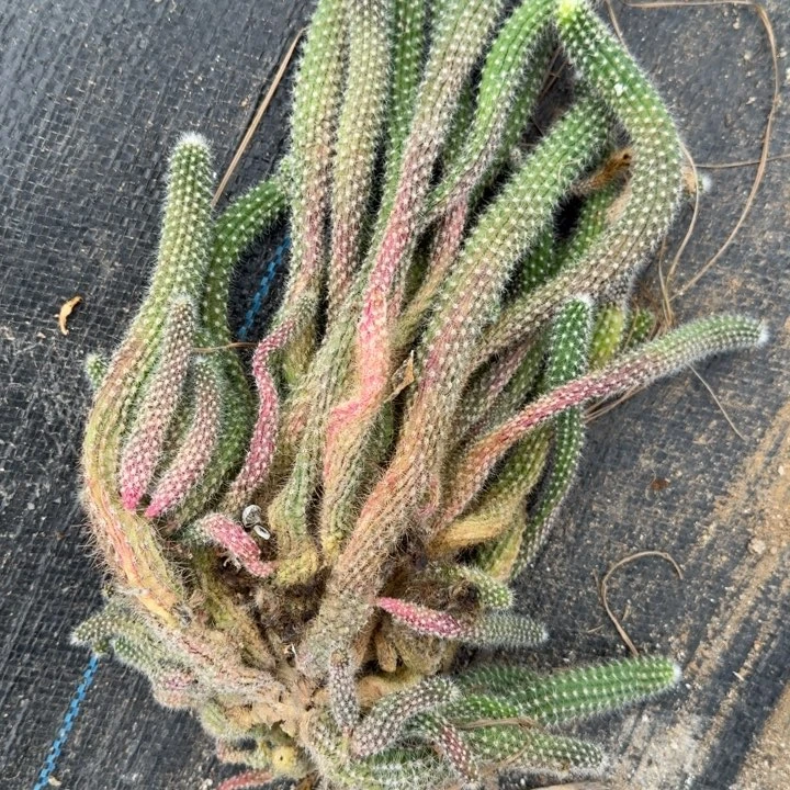 白檀仙人掌群生一群64