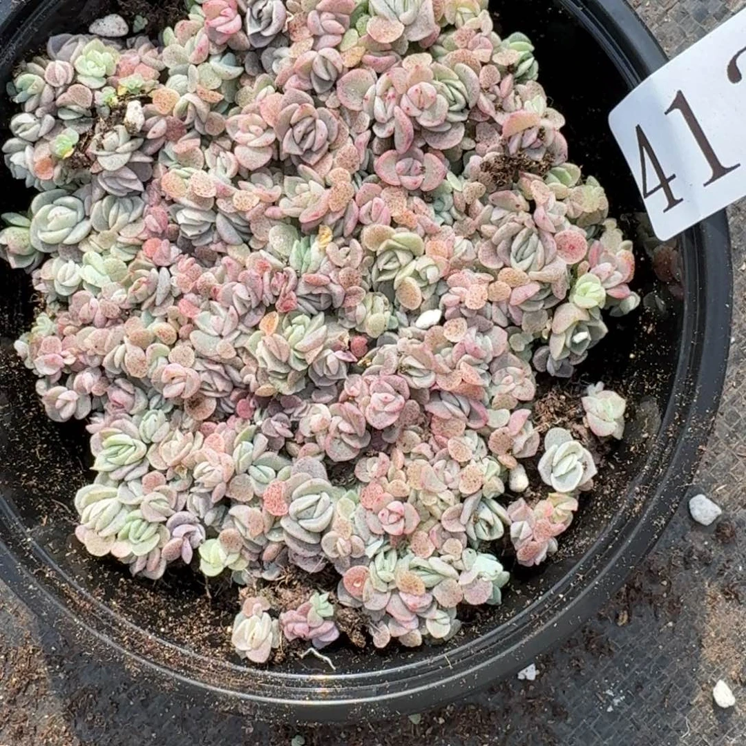 多肉植物多肉植物413