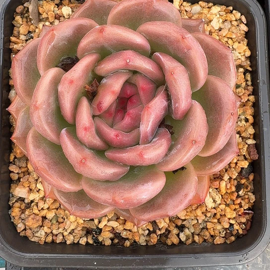 从前慢多肉编号洋酒