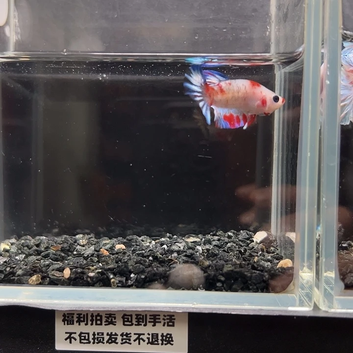 斗鱼竞拍跑单拉黑16日41