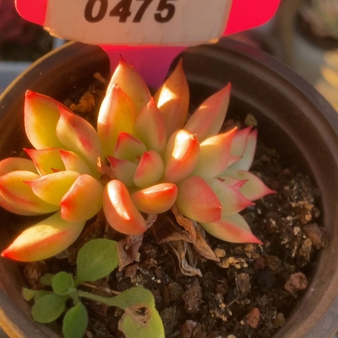 475金牛座锦锦锦锦锦