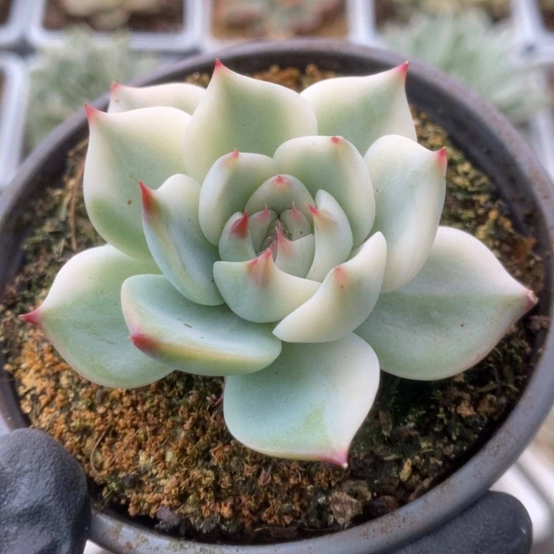 319锦锦锦锦锦锦锦锦锦