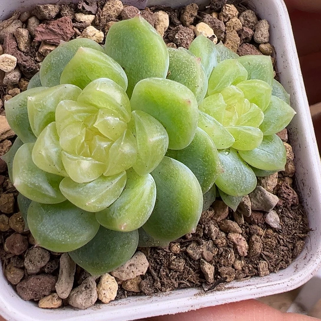 双头泼天财富密码。