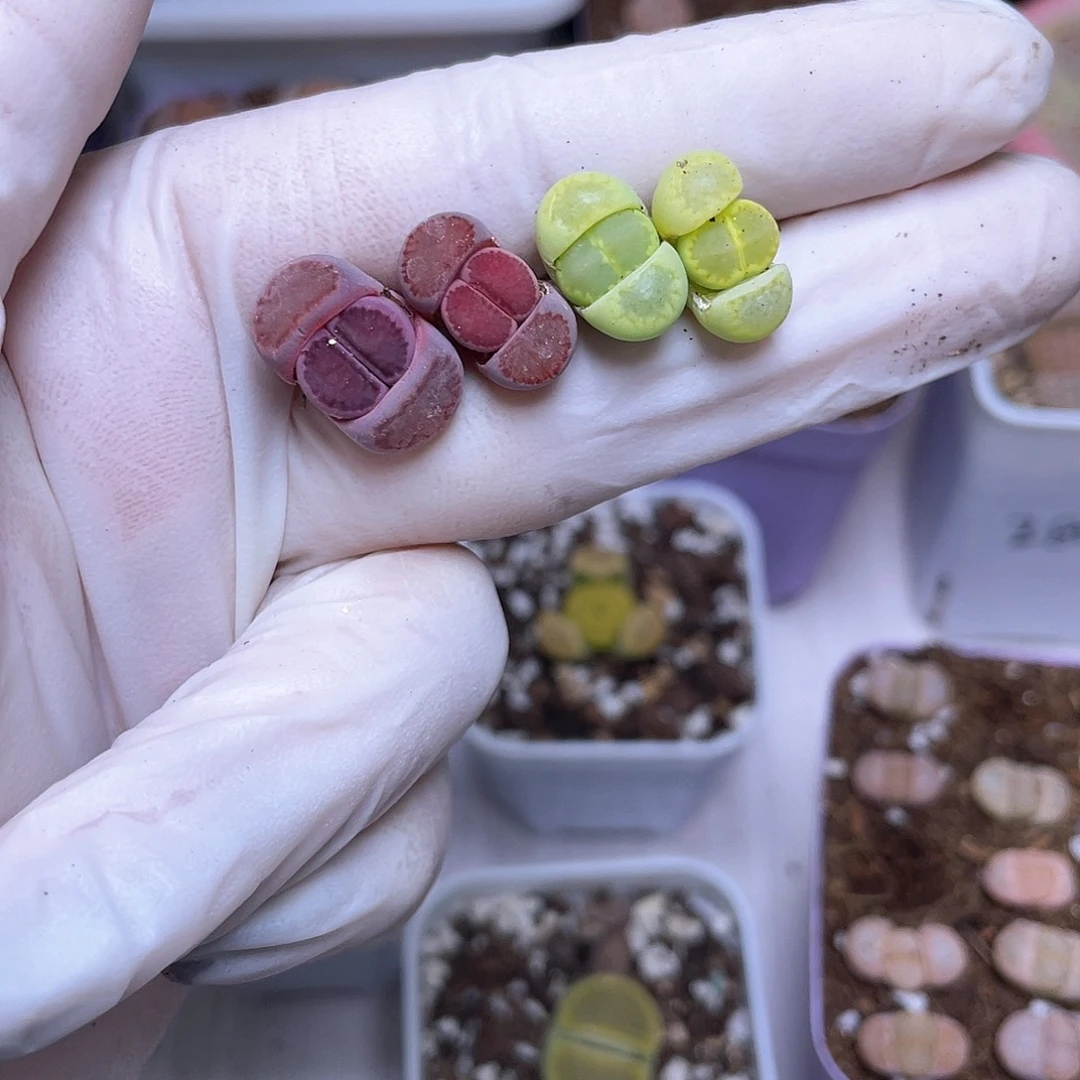 芝**圆148号 紫绿88888888888