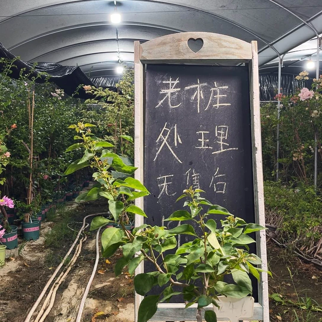 完全开放三角梅三角梅246