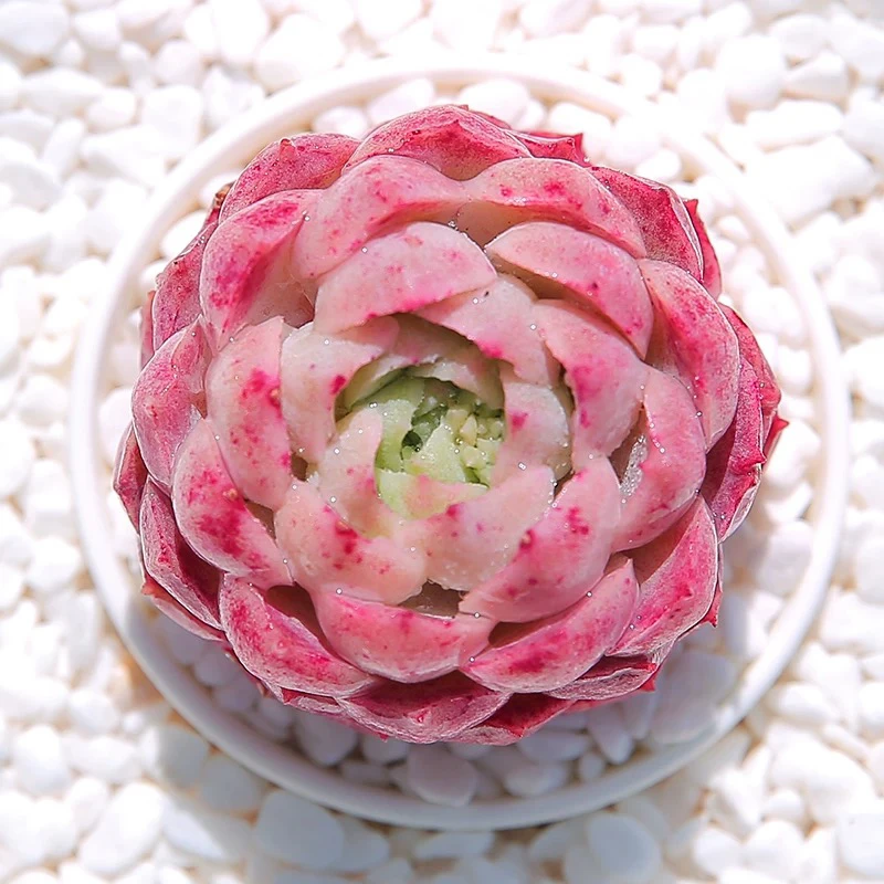 【满9.9包邮】朱砂痣仙桃6.5cm盆多肉植物以直播间展示为主