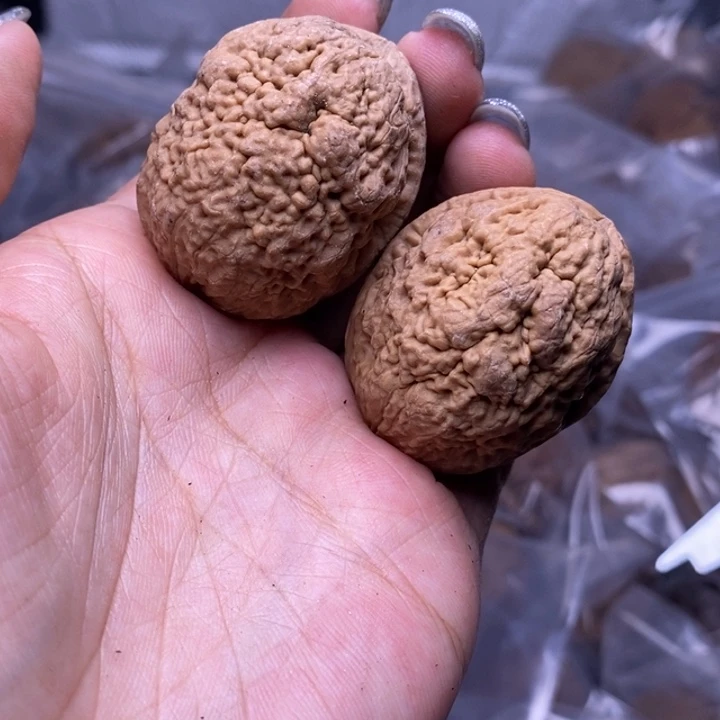 核桃云南野生铁核桃21号37mm
