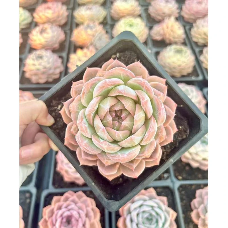 15#永利皇宫多肉植物  前男友精品多肉