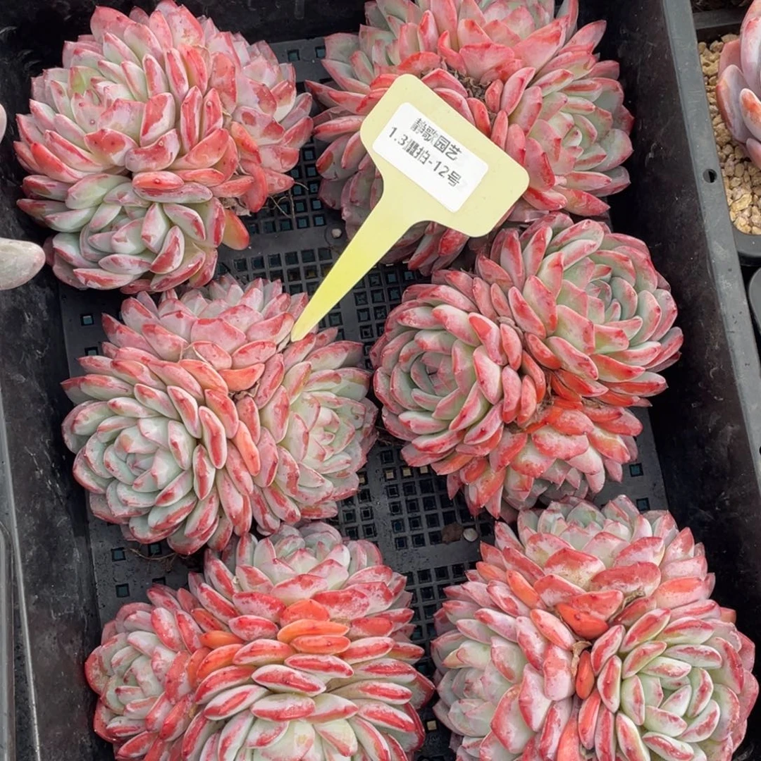 0103-12-粉海盗大群一颗