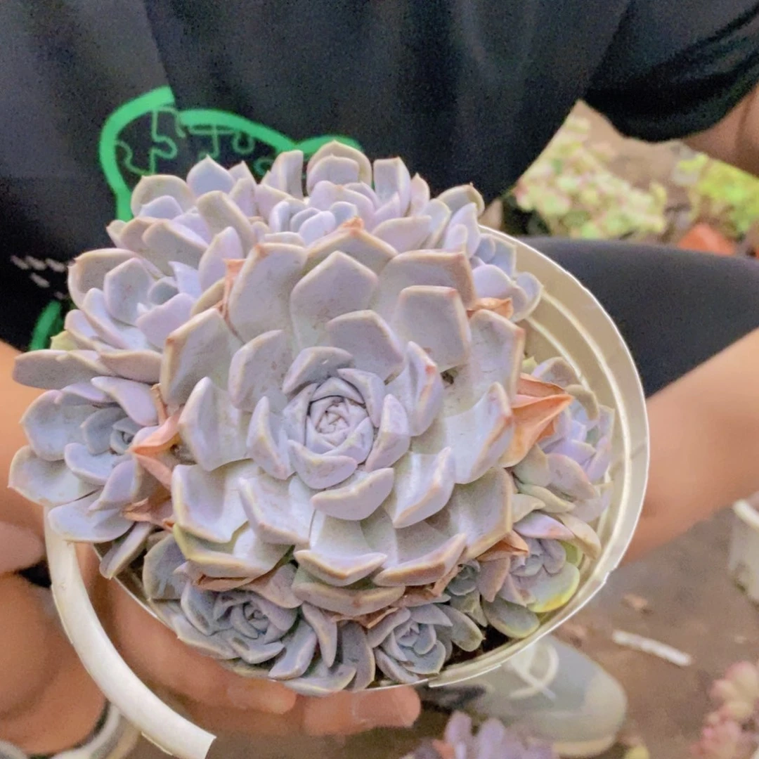 汉堡群生手捧老桩，160杯