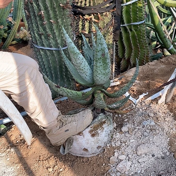 50-60公分鬼切芦荟。