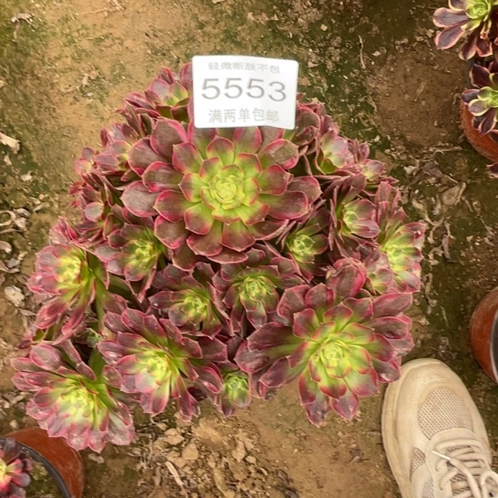 5553安娜的人多肉多