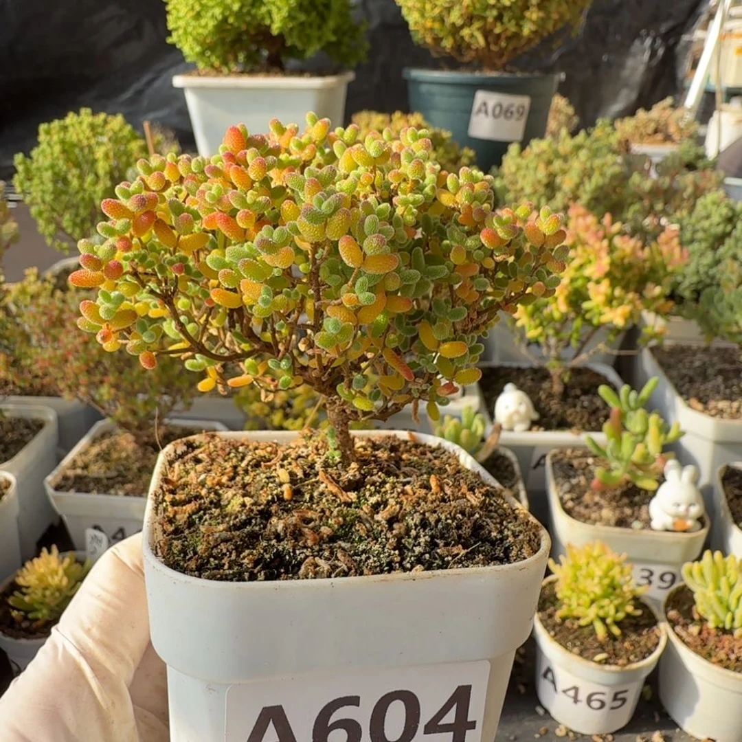 A604蜜橘糖球开播福利