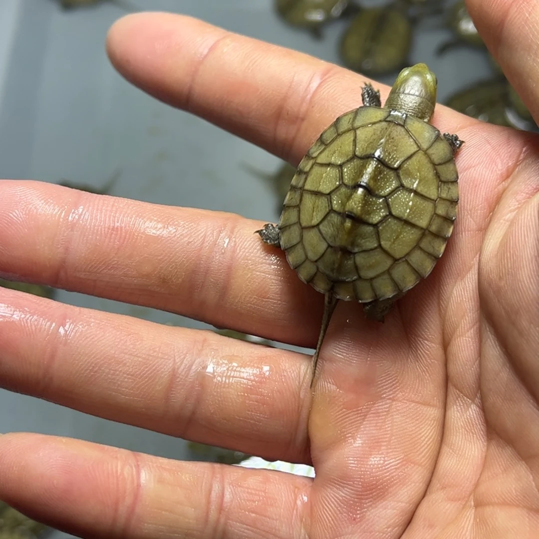 为***呢不分公母宠物龟3.2厘米青苗