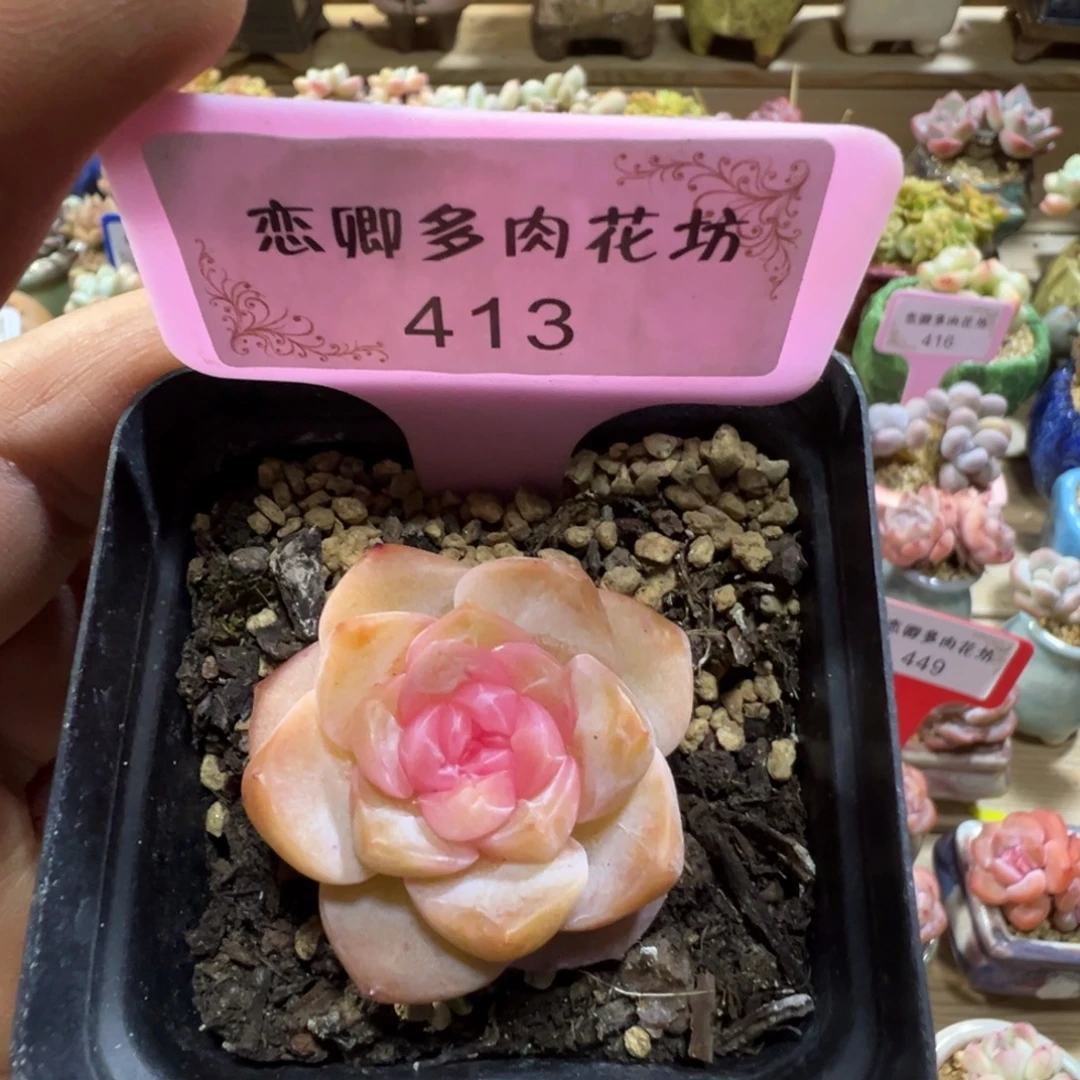 413糖心珍妮0000000