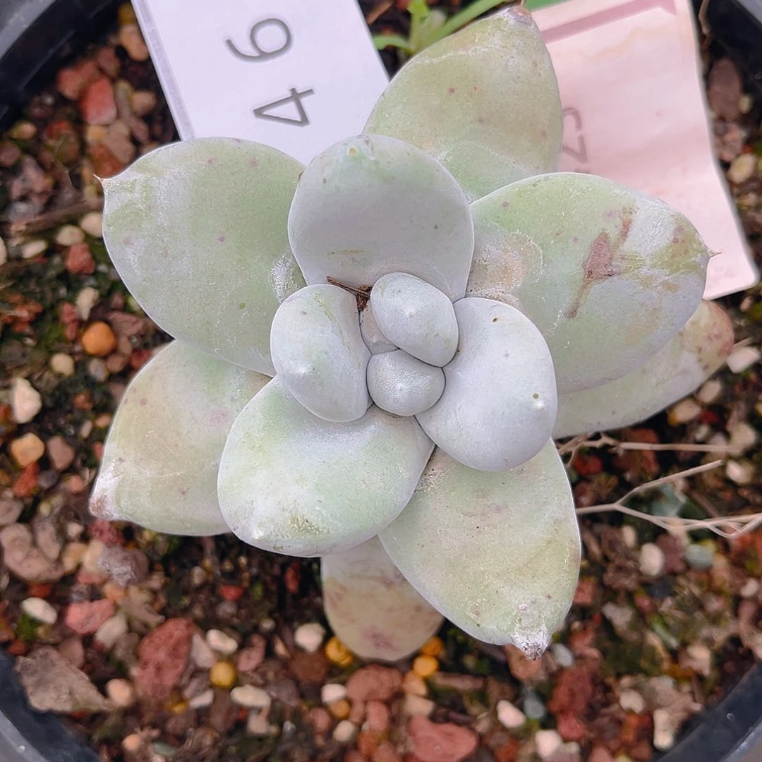 花朵老朱丸叶拇指3461