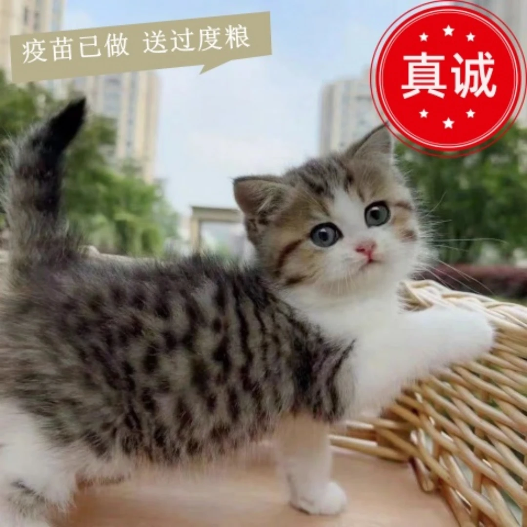 【江苏猫舍】橘猫幼崽中华田园猫狸花猫纯黑猫白猫奶牛猫小三花