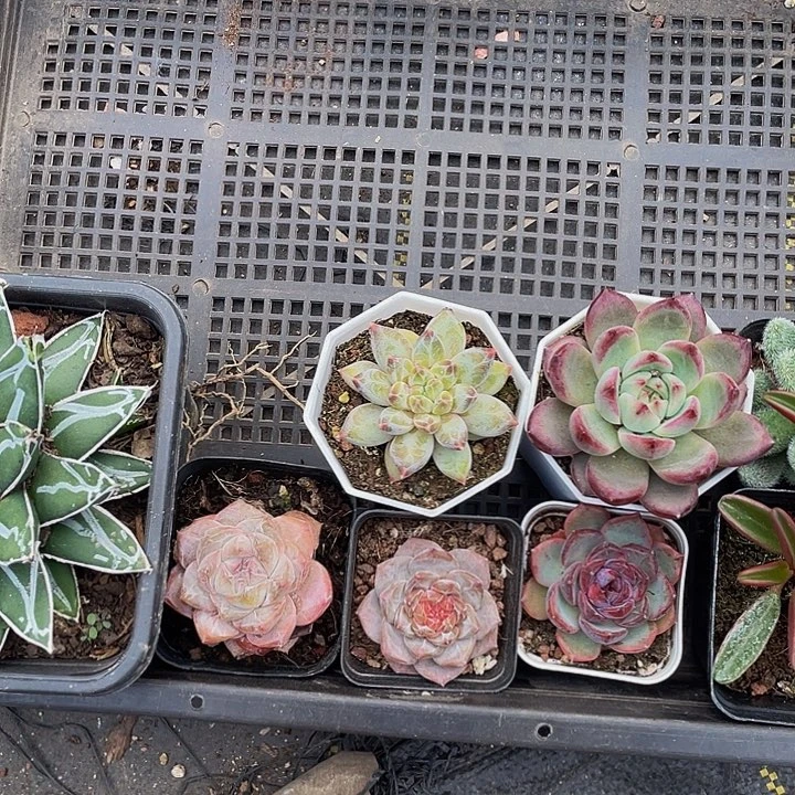 猫***师90号筐带盆土发货