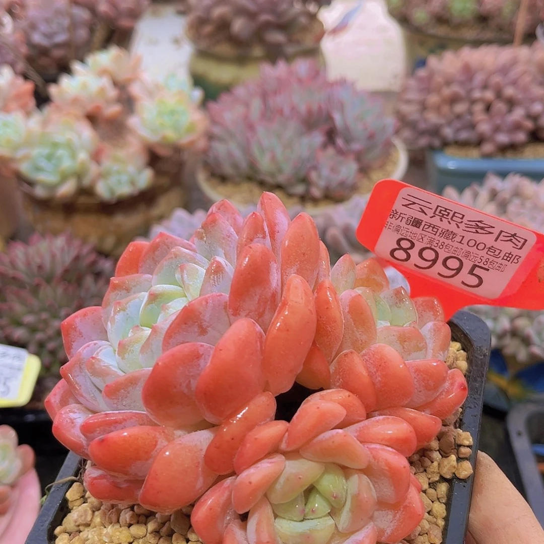 8995粉钻石多肉植物