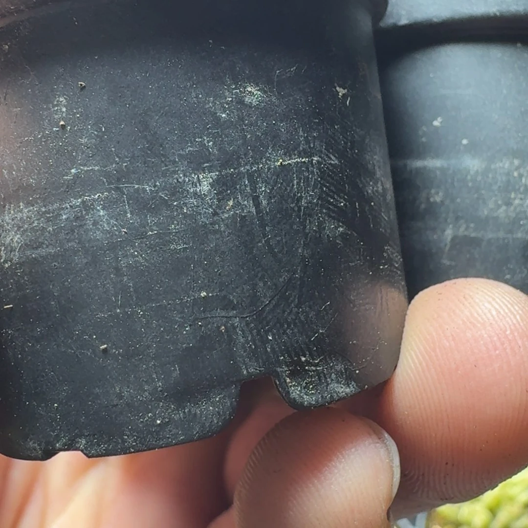 D****y多肉植物枝干番杏