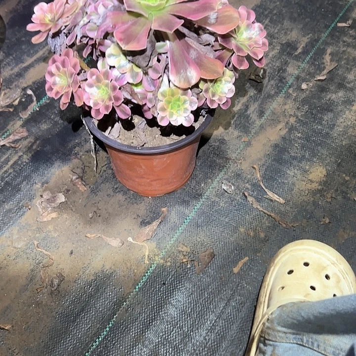 不售后法师一物一拍81