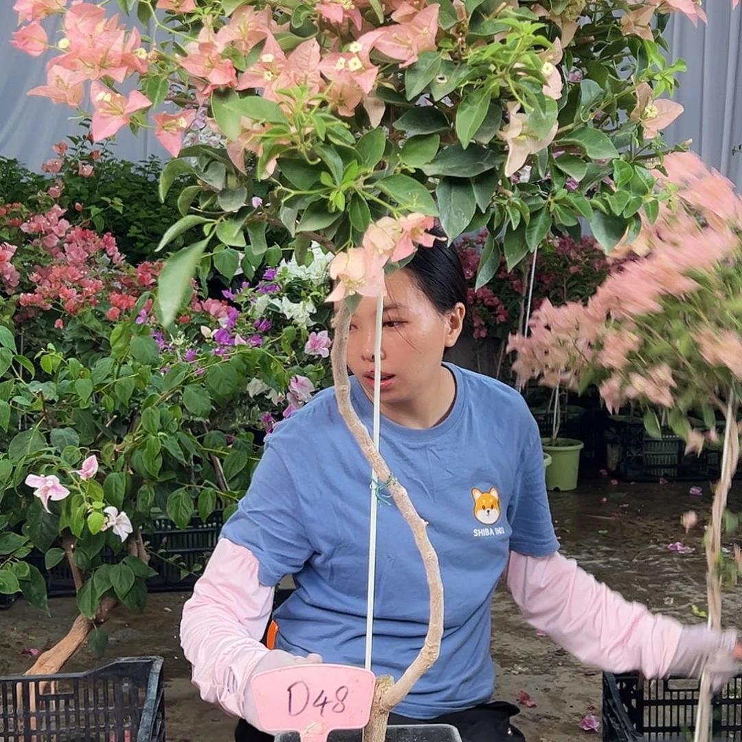 ***大部分花苞少量开放D48卡亚塔