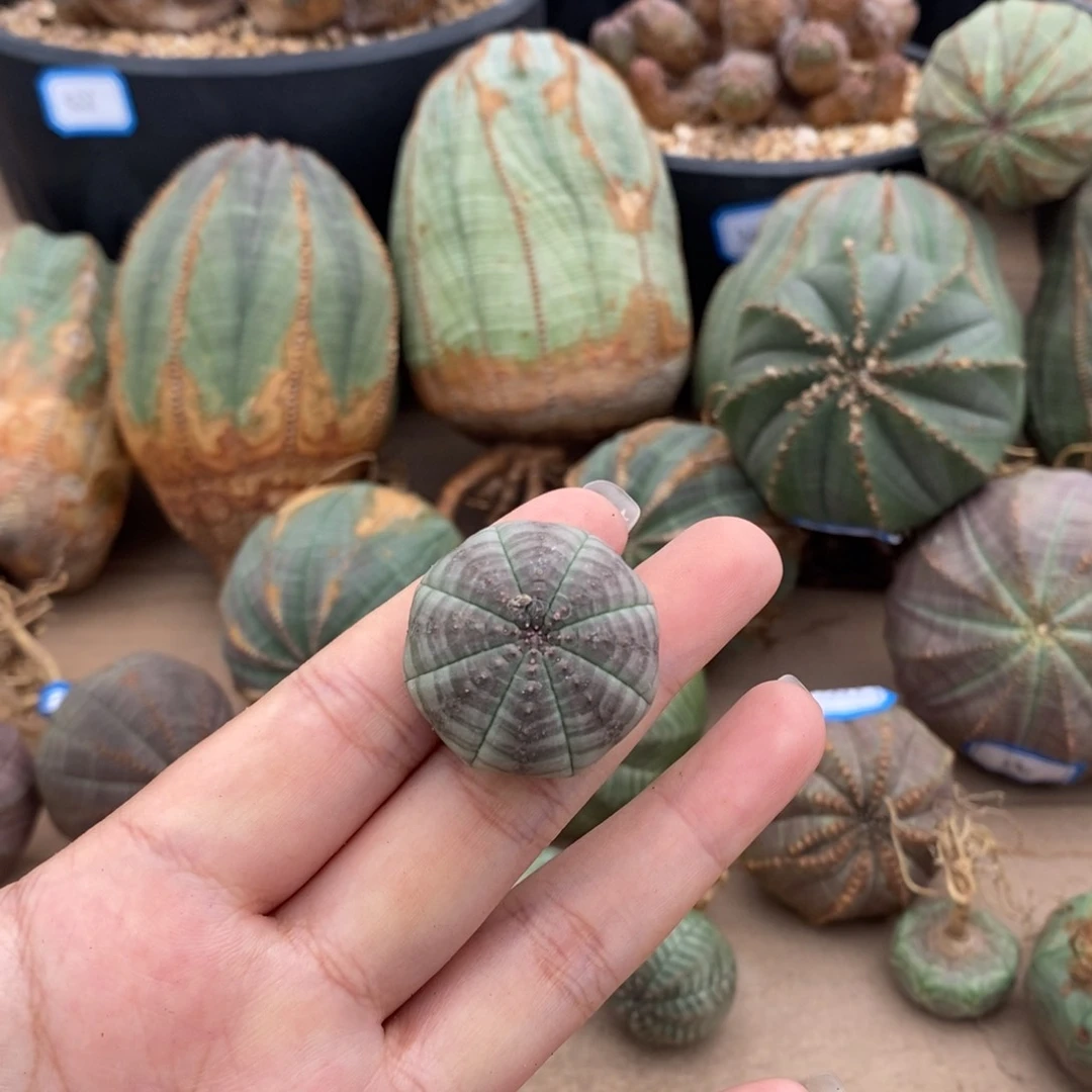 欧系实生布纹球。一物一拍