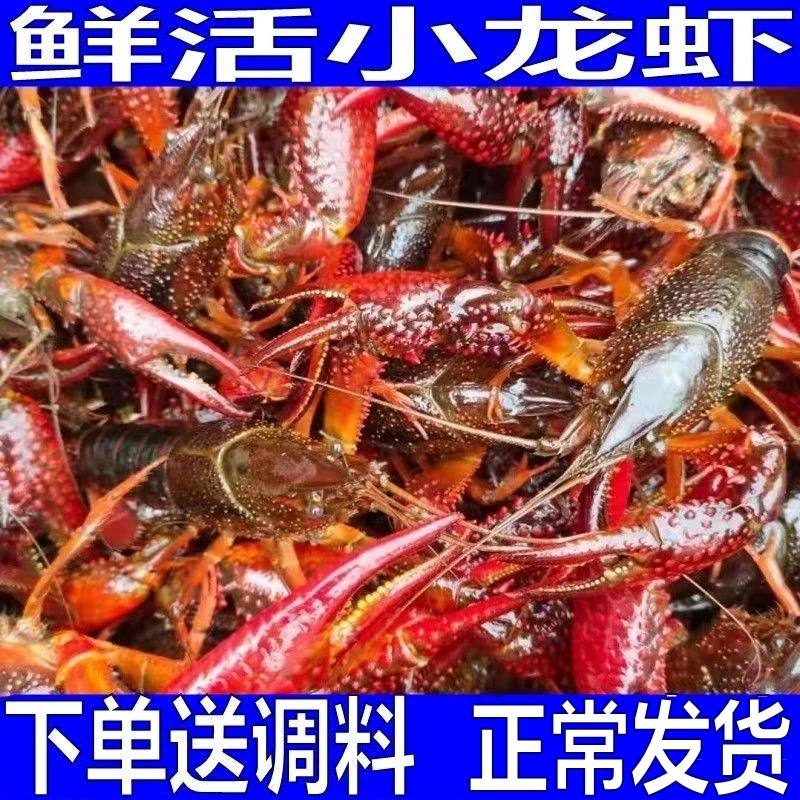 【尝鲜装】江苏鲜活小龙虾可做麻辣花雕小龙虾