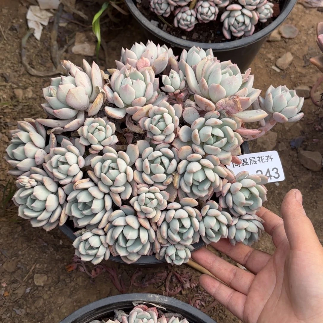 小*哒同温层多肉蜜桃格林243