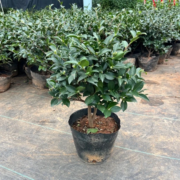 茶梅花苗四季盆栽种植山茶花室内花卉茶梅庭院室外茶梅球当年开花