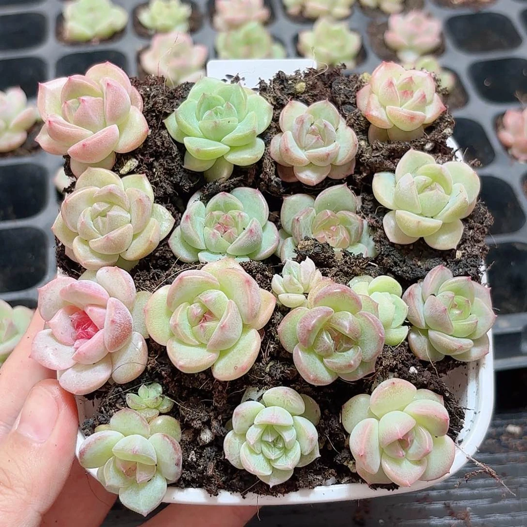 陈*梅804  新疆西藏内蒙不发货 多肉