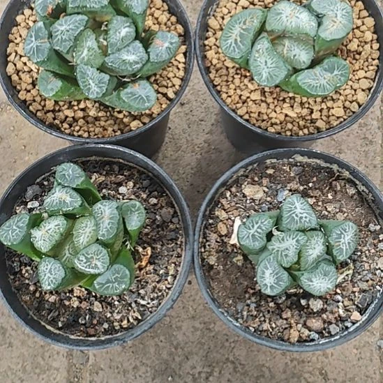 4颗万象多肉植物原盆土