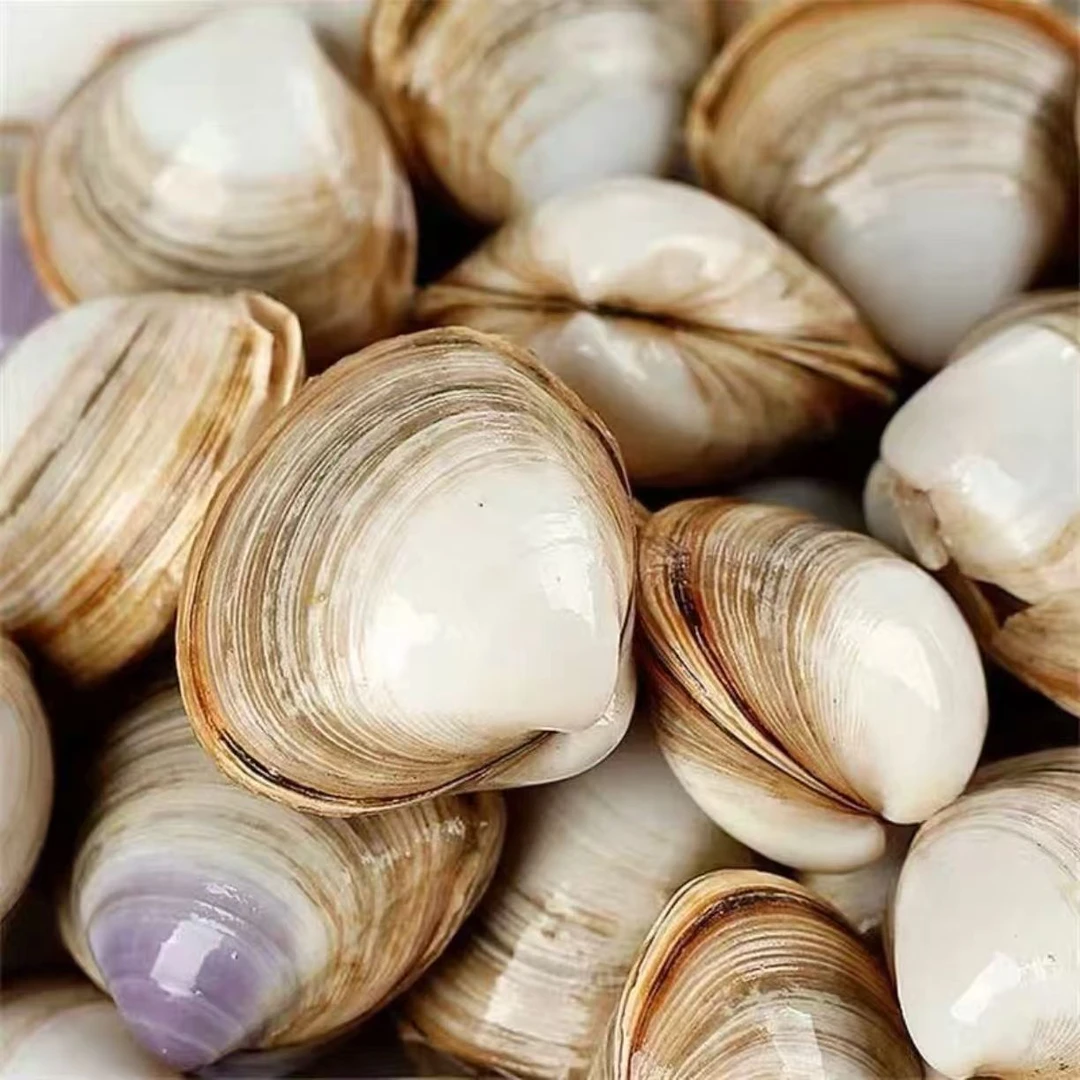 5斤小白蚬子40-45粒/斤无泥无沙保鲜保活顺丰包邮海鲜贝类