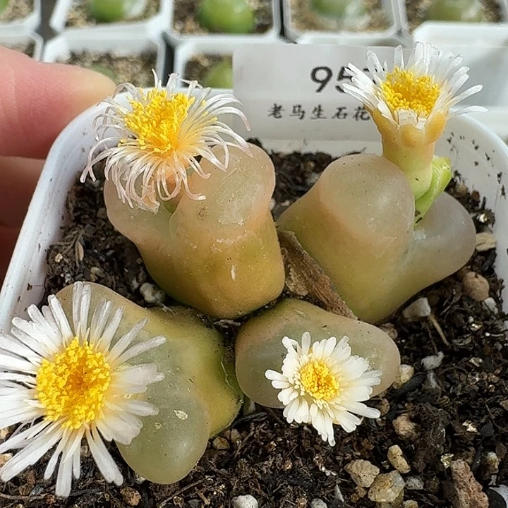 老马生石花四头毛957