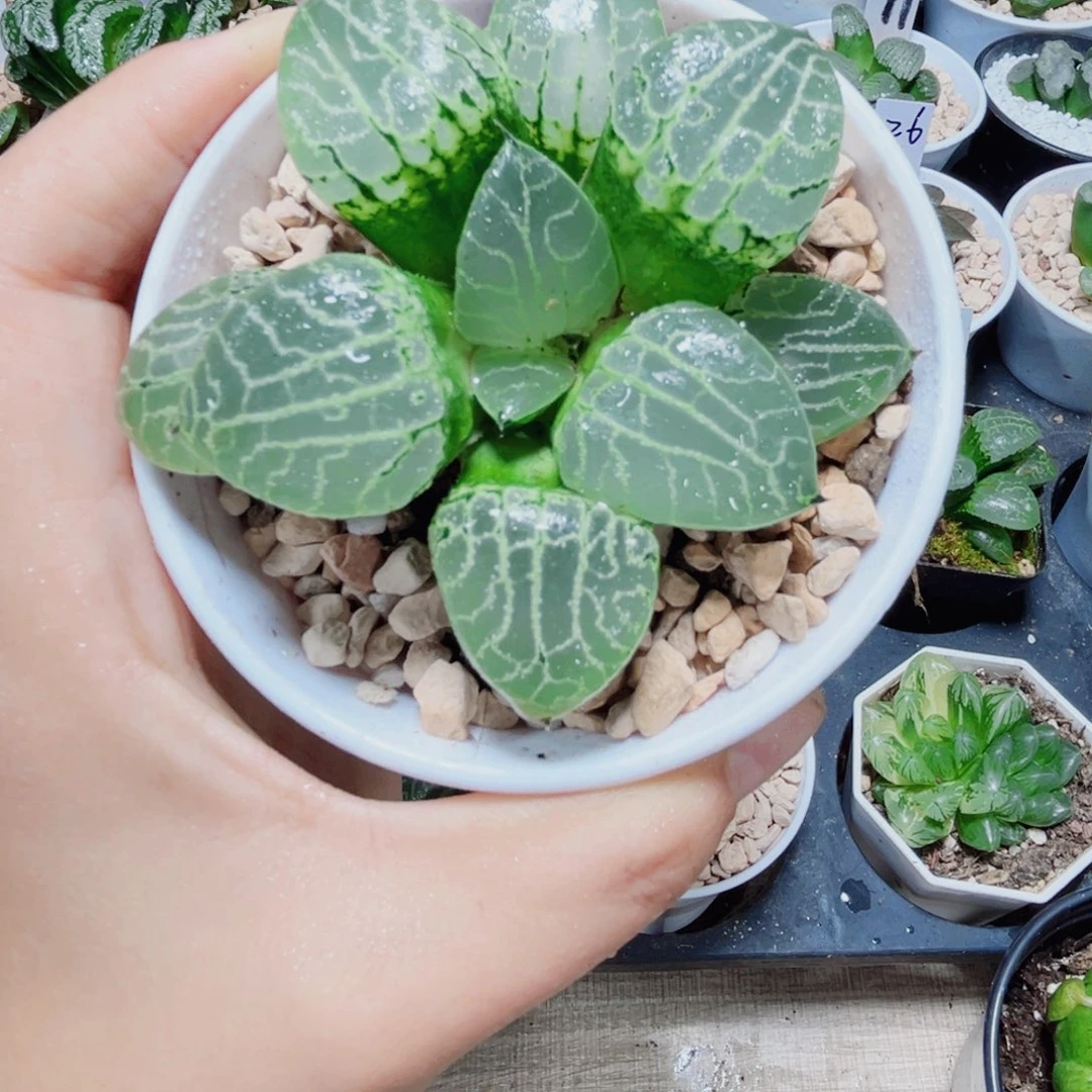 水晶康平多肉植物66666