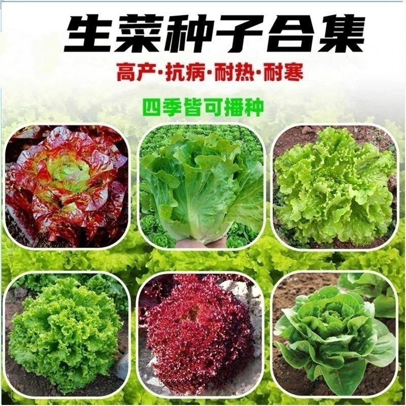 【生菜种子大全】耐抽苔意大利生菜沙拉菜种籽耐寒农家菜园阳台盆栽