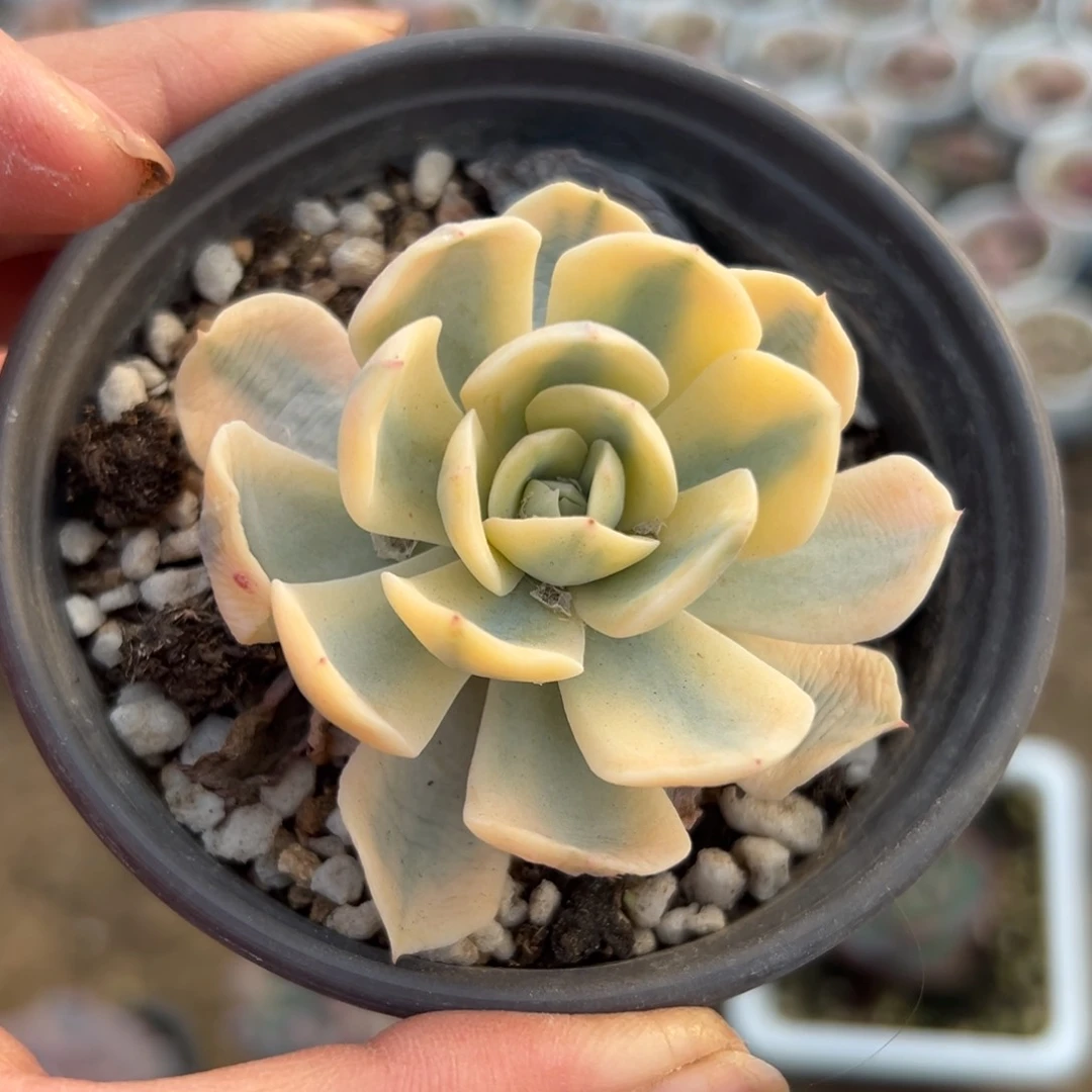 多肉植物多肉植物