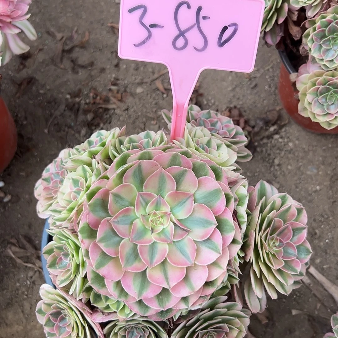 3-850倾城多肉法师