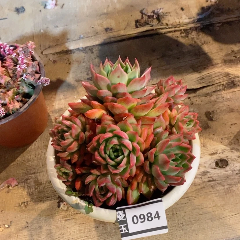 【闪购商品】福洛瑞安娜0984