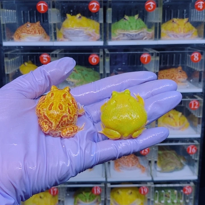 *****角蛙恭喜发财大吉大利