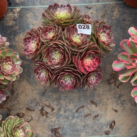 轻***语028粉花妖朵朵多肉，