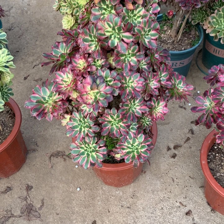 罗***哈035冰淇淋多肉植物特价
