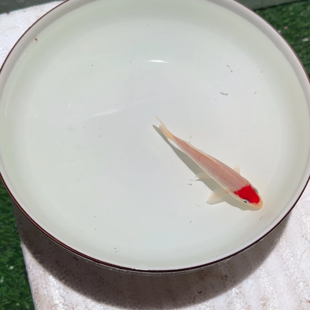 锦鲤锦鲤 观赏鱼 锦鲤