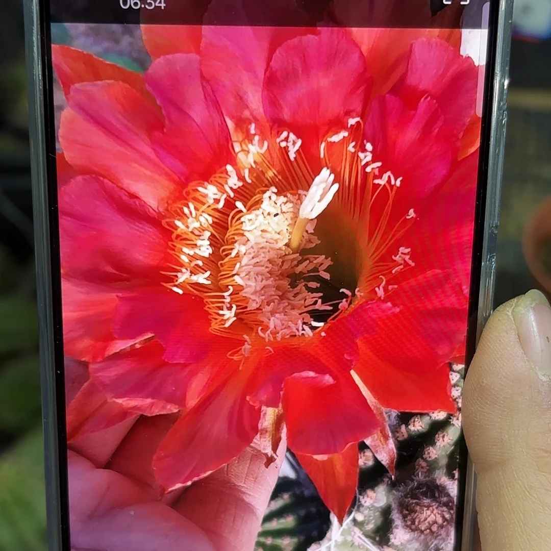 16-13 20包邮仙人球瑕疵30